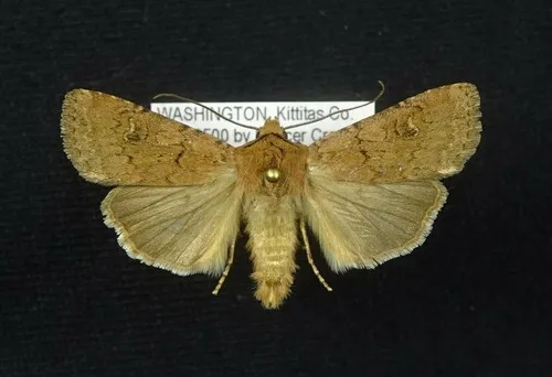 Euxoa brunneigera