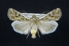 Scarred Dart thumbnail 1