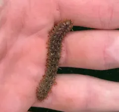 Eighteen-scaled Worm thumbnail 3