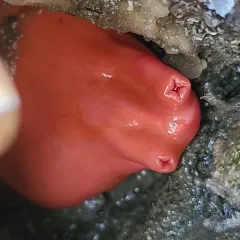 Shiny Red Sea Squirt thumbnail 4