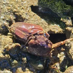 Flattop Crab thumbnail 3