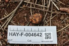 Balsamia magnata thumbnail 1