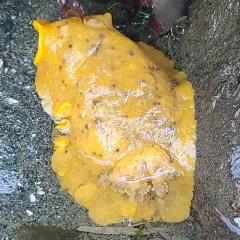 Heath's Dorid thumbnail 2