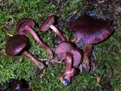 Maroon Madrone Tubaria thumbnail 4