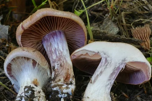Cortinarius saturninus