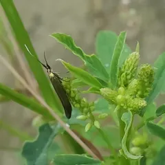 Large Clover Casebearer Moth thumbnail 1