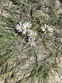 Largeflower Ground-Daisy thumbnail 2
