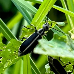 Margined Blister Beetle thumbnail 2