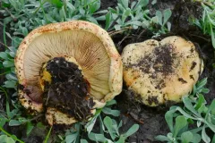Paxillus obscurisporus thumbnail 3