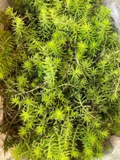Mexican Stonecrop thumbnail 3