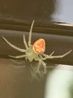 Araneus niveus thumbnail 2