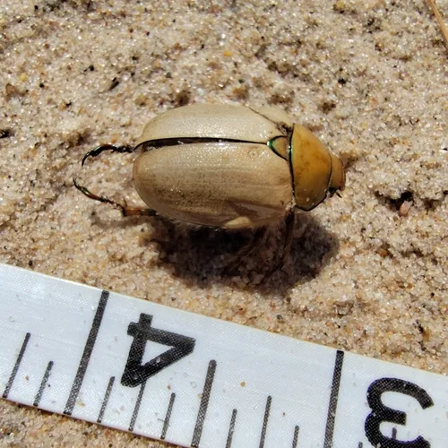Goldsmith Beetle