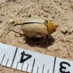 Goldsmith Beetle thumbnail 1
