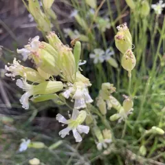 Douglas' Catchfly thumbnail 4