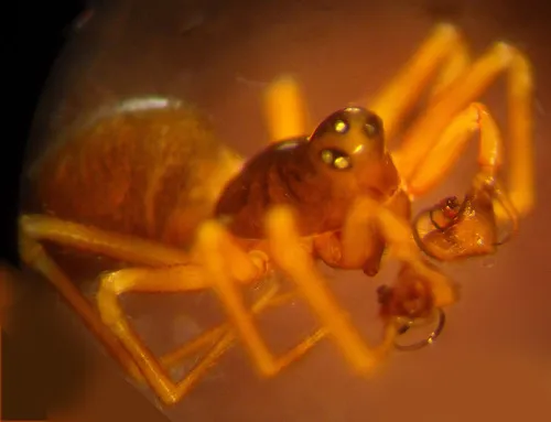 Spirembolus abnormis
