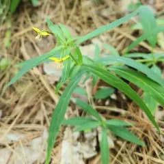 Lanceleaf Loosestrife thumbnail 4