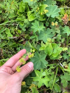Velvet Lady's-mantle thumbnail 4