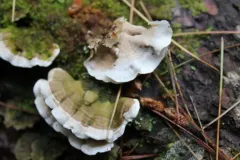 Skeletocutis amorpha thumbnail 2