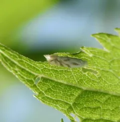 Goldenrod Bucculatrix thumbnail 4