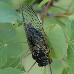 Aspen Cicada thumbnail 4