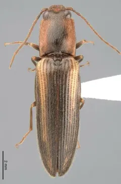 Red-fronted Click Beetle thumbnail 3