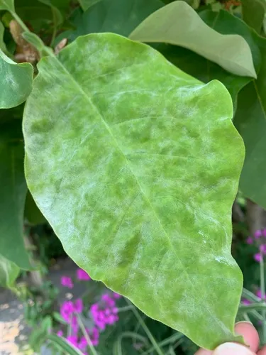 Erysiphe magnifica