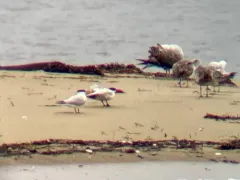 Royal Tern thumbnail 2
