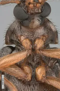Mycetochara bicolor thumbnail 2