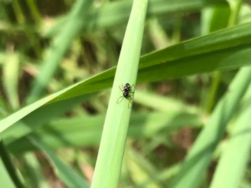 Euryopis quinquemaculata