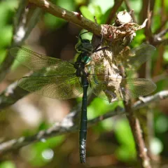 Ringed Emerald thumbnail 3