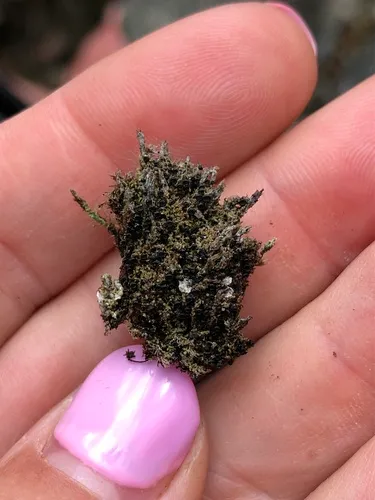 Moss Urn Lichen