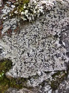 Powdery Almond Lichen thumbnail 4