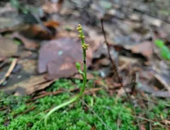 swamp moonwort thumbnail 4