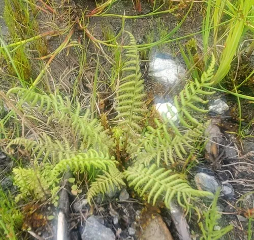 Queen's veil mountain fern