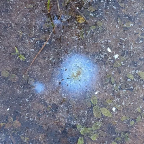 Leptothrix discophora