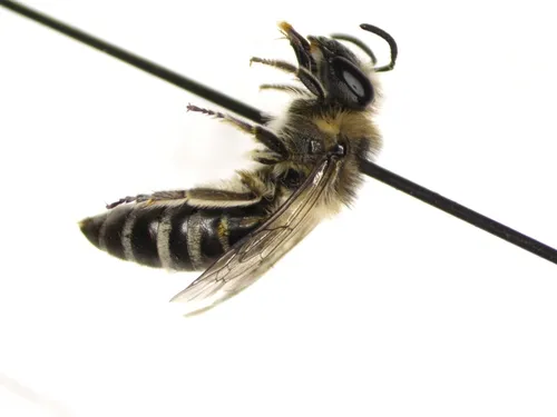 Glittering Cellophane Bee