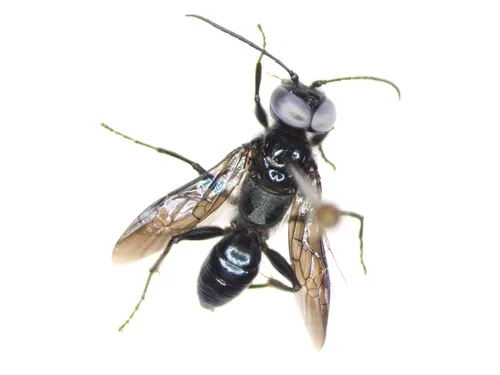 Dryudella caerulea
