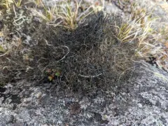 Gray Witch's Hair thumbnail 4