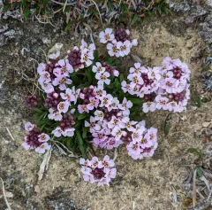 Arctic False Wallflower thumbnail 3