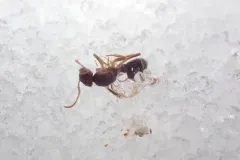 Lasius vestitus thumbnail 4