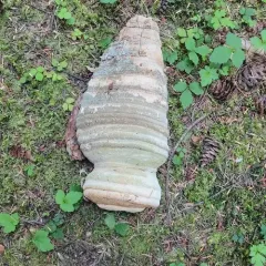 Quinine Conk thumbnail 2