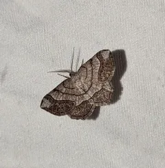 Brown-bordered Geometer Moth thumbnail 1