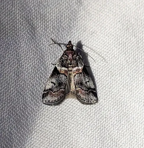 Tricolored Acrobasis Moth