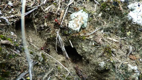 Pitted Mound Ant