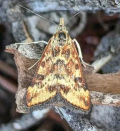 Mottled Pyrausta Moth thumbnail 1