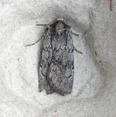 Setagrotis pallidicollis thumbnail 2