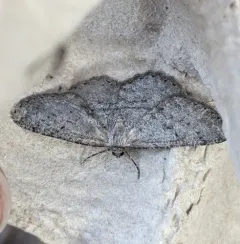 Hesperumia latipennis thumbnail 1