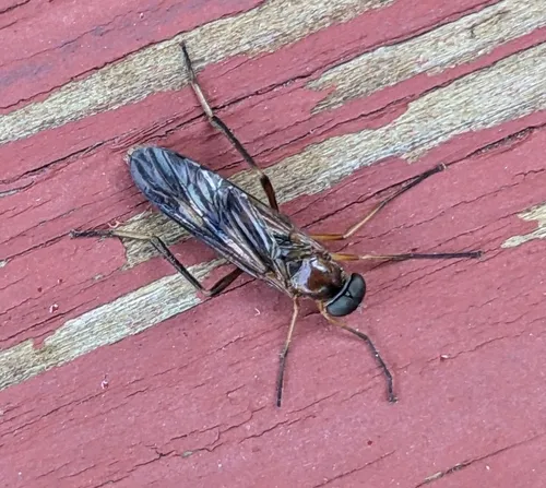 Dialysis fasciventris