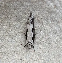 Ethmia marmorea thumbnail 2