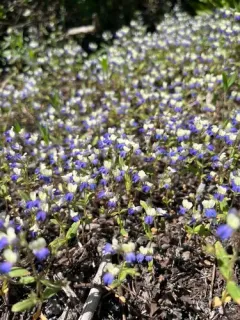 broad leaved collinsia thumbnail 2